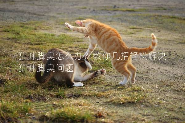 猫咪脚臭怎么办？教你几招轻松解决猫咪脚臭问题