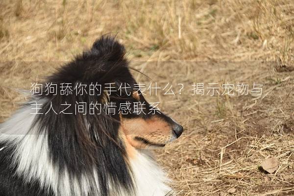 狗狗舔你的手代表什么？揭示宠物与主人之间的情感联系