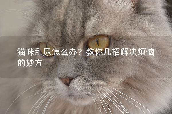 猫咪乱尿怎么办？教你几招解决烦恼的妙方