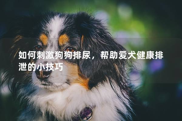如何刺激狗狗排尿，帮助爱犬健康排泄的小技巧