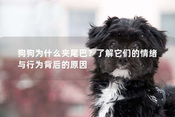 狗狗为什么夹尾巴？了解它们的情绪与行为背后的原因