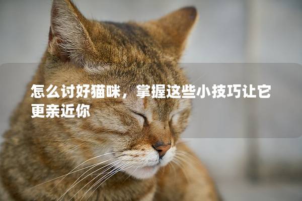 怎么讨好猫咪，掌握这些小技巧让它更亲近你