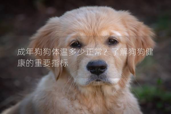 成年狗狗体温多少正常？了解狗狗健康的重要指标