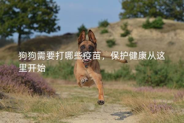 狗狗需要打哪些疫苗，保护健康从这里开始