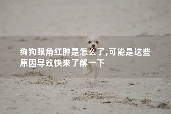 狗狗眼角红肿是怎么了,可能是这些原因导致快来了解一下