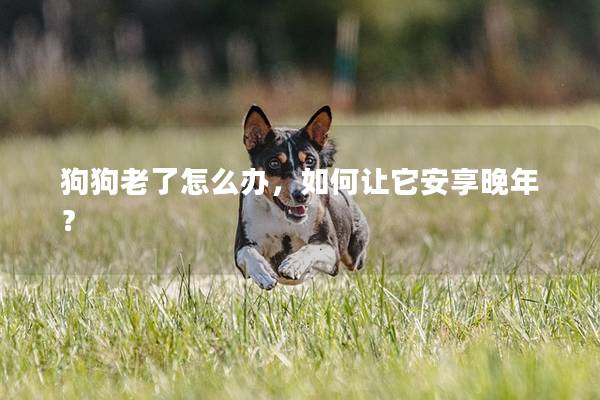 狗狗老了怎么办，如何让它安享晚年？