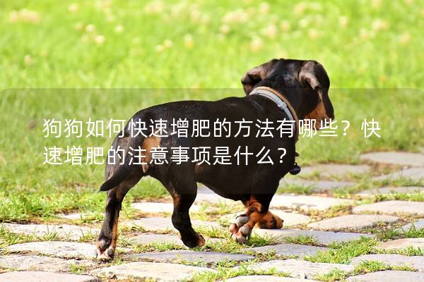 狗狗如何快速增肥的方法有哪些？快速增肥的注意事项是什么？