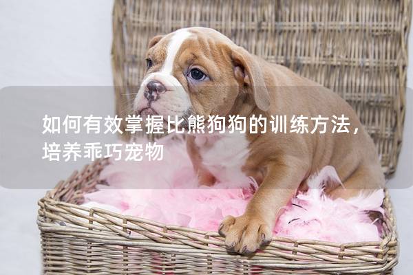 如何有效掌握比熊狗狗的训练方法，培养乖巧宠物