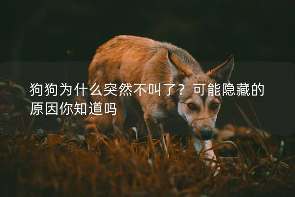 狗狗为什么突然不叫了？可能隐藏的原因你知道吗