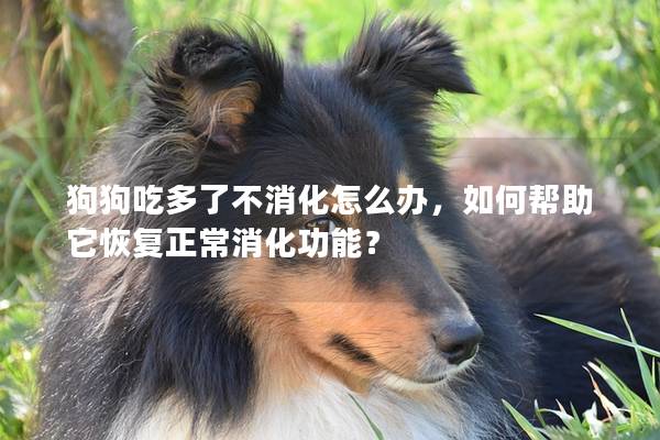 狗狗吃多了不消化怎么办，如何帮助它恢复正常消化功能？