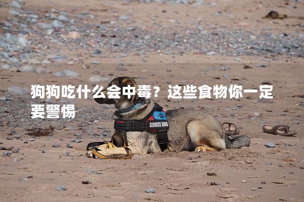 狗狗吃什么会中毒？这些食物你一定要警惕