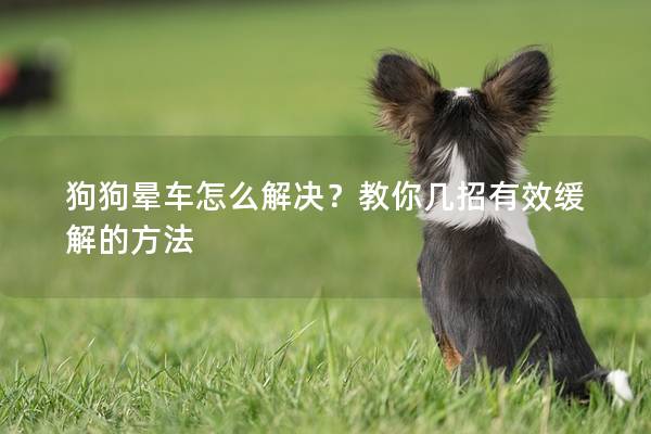 狗狗晕车怎么解决？教你几招有效缓解的方法