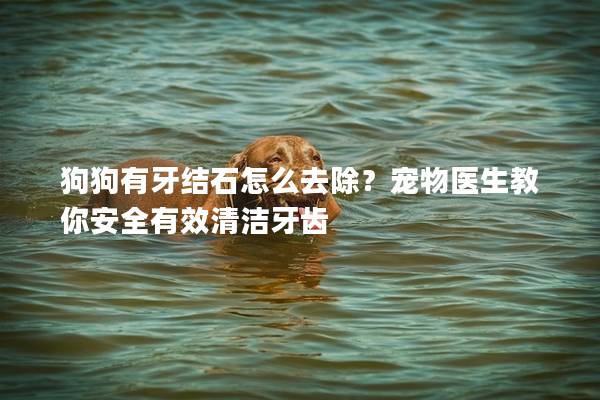 狗狗有牙结石怎么去除？宠物医生教你安全有效清洁牙齿