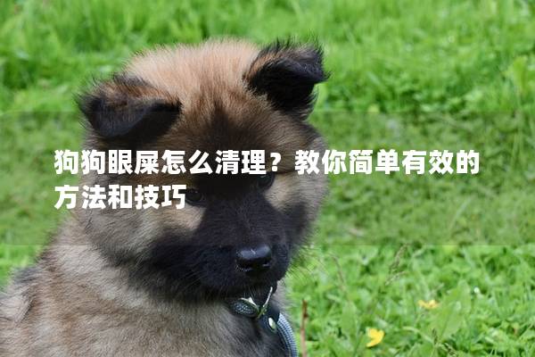 狗狗眼屎怎么清理？教你简单有效的方法和技巧