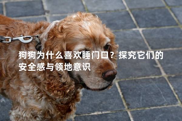 狗狗为什么喜欢睡门口？探究它们的安全感与领地意识