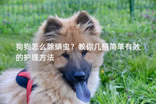 狗狗怎么除螨虫？教你几招简单有效的护理方法