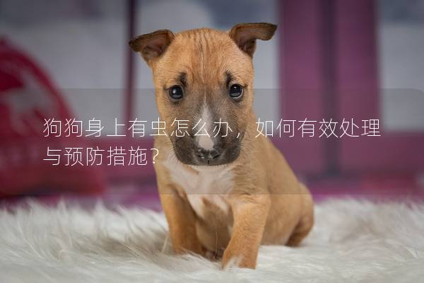 狗狗身上有虫怎么办，如何有效处理与预防措施？