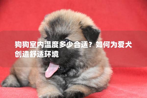 狗狗室内温度多少合适？如何为爱犬创造舒适环境
