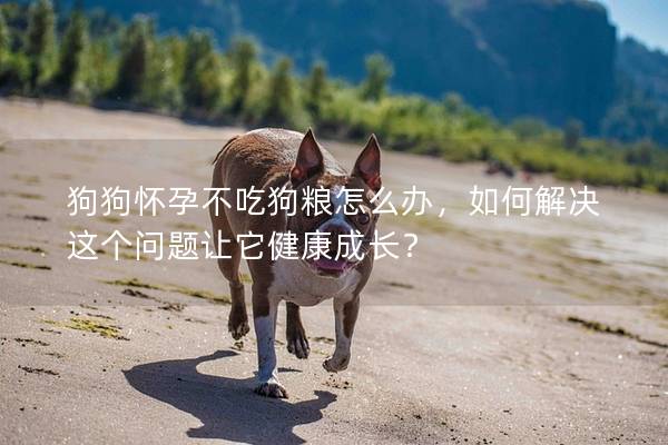 狗狗怀孕不吃狗粮怎么办，如何解决这个问题让它健康成长？