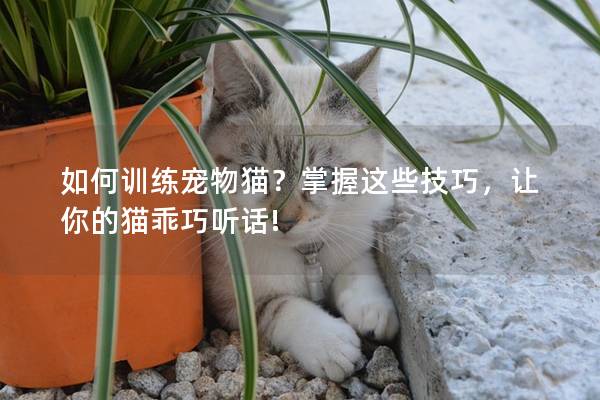 如何训练宠物猫？掌握这些技巧，让你的猫乖巧听话!