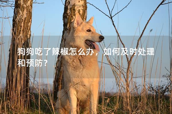 狗狗吃了辣椒怎么办，如何及时处理和预防？