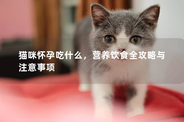猫咪怀孕吃什么，营养饮食全攻略与注意事项