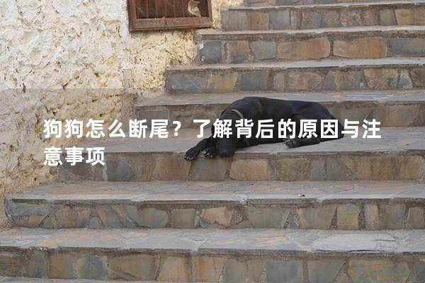 狗狗怎么断尾？了解背后的原因与注意事项