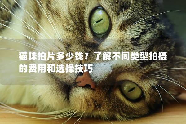 猫咪拍片多少钱？了解不同类型拍摄的费用和选择技巧