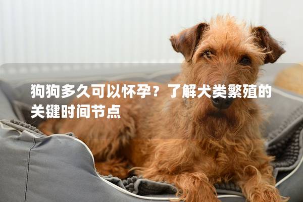 狗狗多久可以怀孕？了解犬类繁殖的关键时间节点