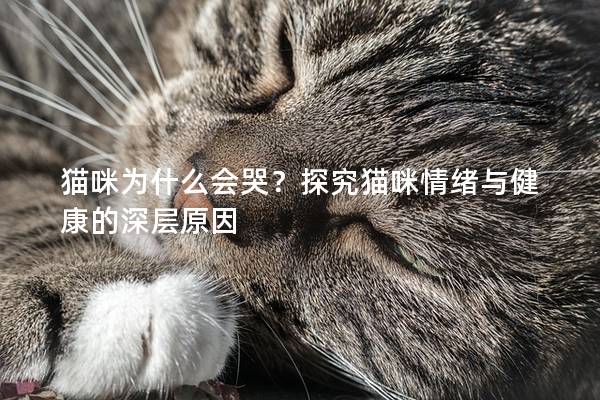 猫咪为什么会哭？探究猫咪情绪与健康的深层原因