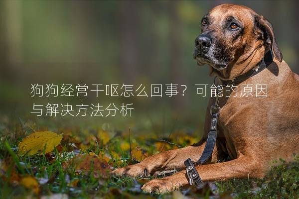 狗狗经常干呕怎么回事？可能的原因与解决方法分析