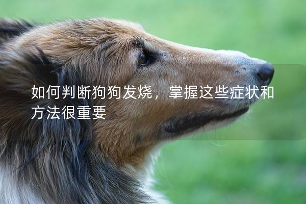 如何判断狗狗发烧，掌握这些症状和方法很重要