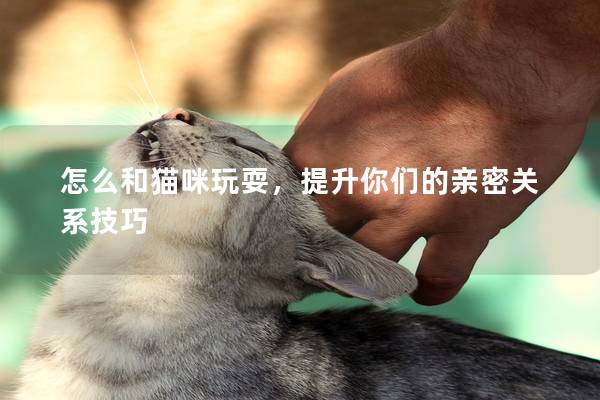 怎么和猫咪玩耍，提升你们的亲密关系技巧