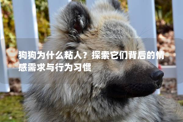 狗狗为什么粘人？探索它们背后的情感需求与行为习惯