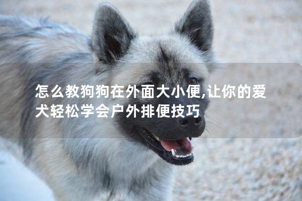 怎么教狗狗在外面大小便,让你的爱犬轻松学会户外排便技巧