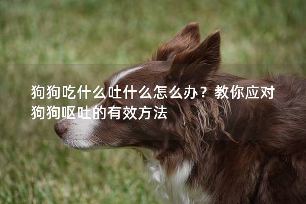 狗狗吃什么吐什么怎么办？教你应对狗狗呕吐的有效方法