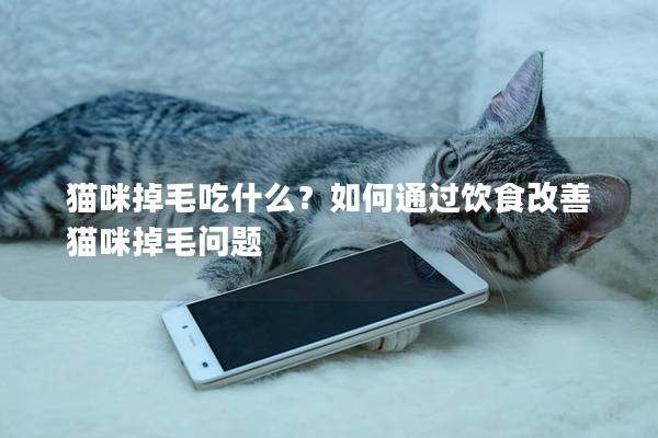 猫咪掉毛吃什么？如何通过饮食改善猫咪掉毛问题