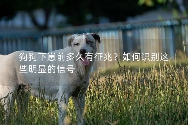 狗狗下崽前多久有征兆？如何识别这些明显的信号