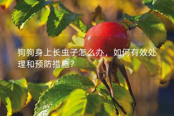 狗狗身上长虫子怎么办，如何有效处理和预防措施？