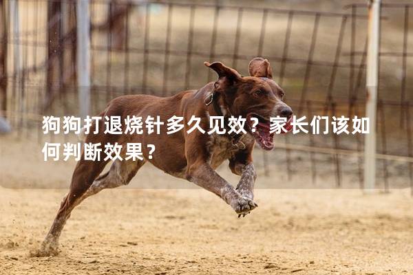 狗狗打退烧针多久见效？家长们该如何判断效果？