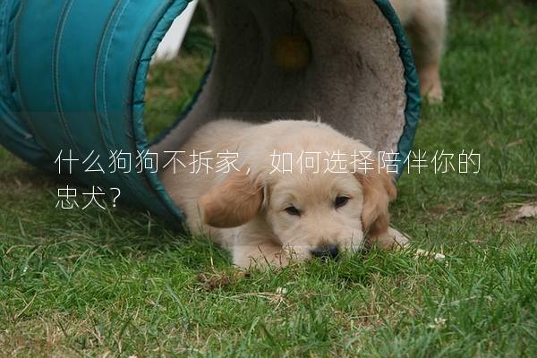 什么狗狗不拆家，如何选择陪伴你的忠犬？