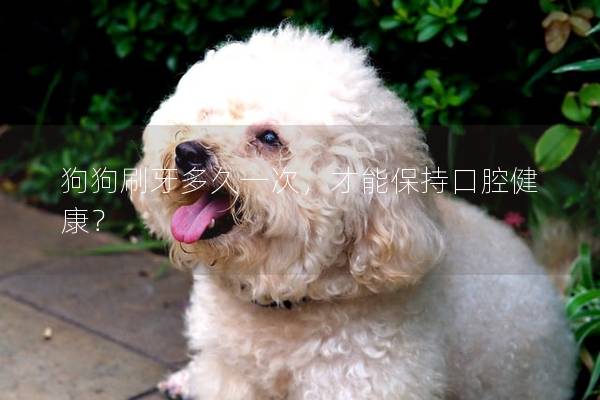 狗狗刷牙多久一次，才能保持口腔健康？