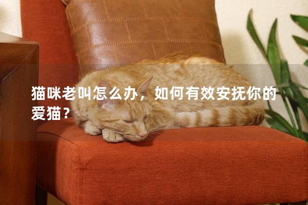 猫咪老叫怎么办，如何有效安抚你的爱猫？