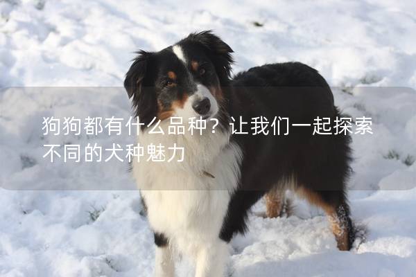 狗狗都有什么品种？让我们一起探索不同的犬种魅力