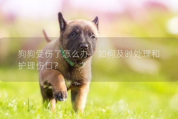 狗狗受伤了怎么办，如何及时处理和护理伤口？