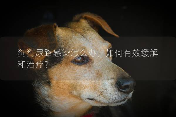 狗狗尿路感染怎么办，如何有效缓解和治疗？