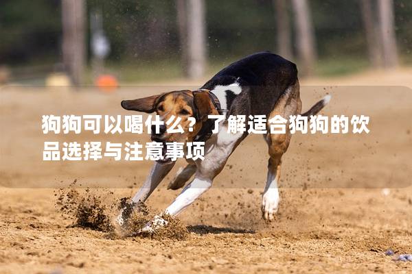 狗狗可以喝什么？了解适合狗狗的饮品选择与注意事项