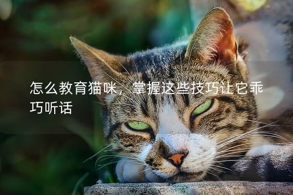 怎么教育猫咪，掌握这些技巧让它乖巧听话