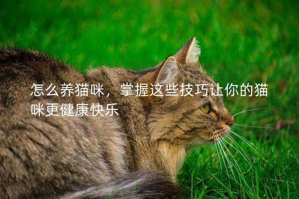 怎么养猫咪，掌握这些技巧让你的猫咪更健康快乐