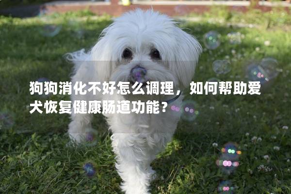 狗狗消化不好怎么调理，如何帮助爱犬恢复健康肠道功能？
